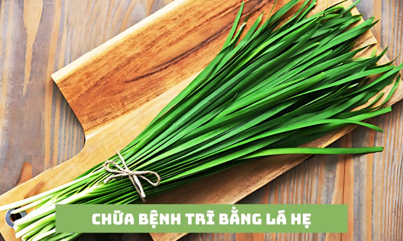 Lá hẹ có tác dụng rất tốt với người bị trĩ