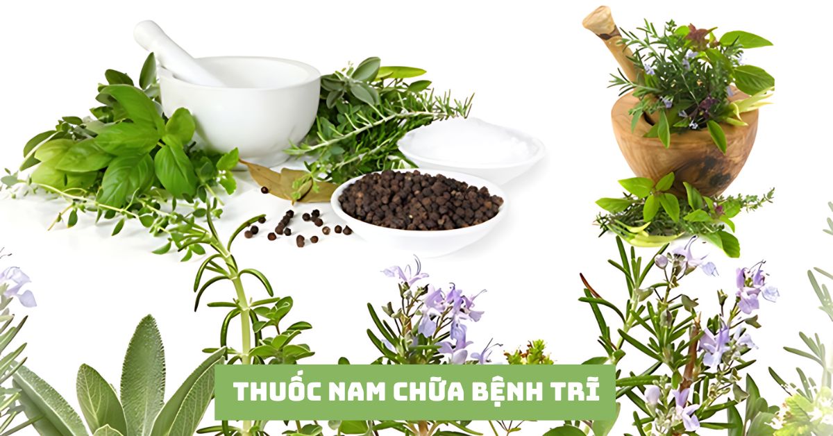 7 bài thuốc nam chữa bệnh trĩ hiệu quả được tin dùng