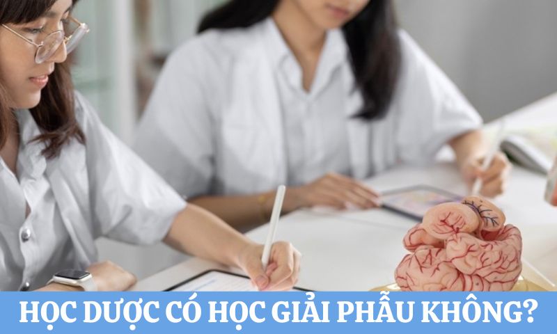 Học Dược có học giải phẫu không