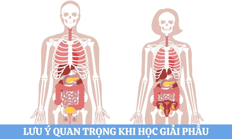 thắc mắc Học Dược có học giải phẫu không
