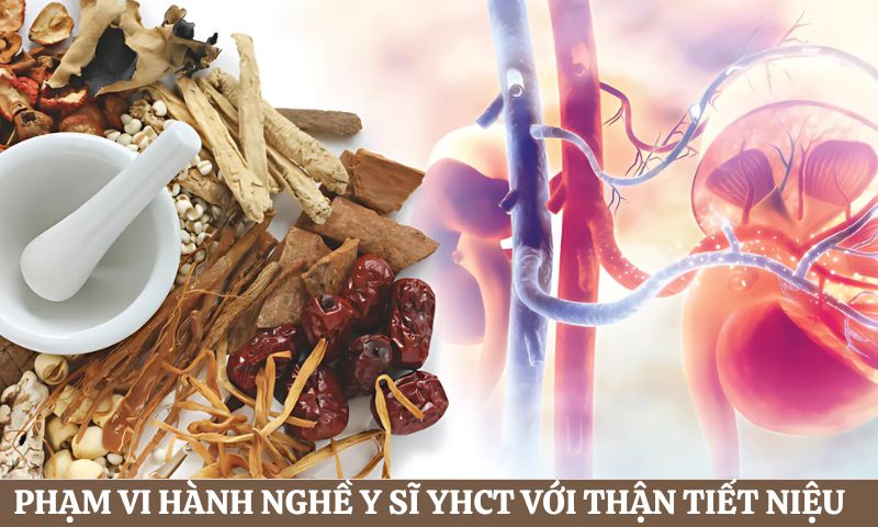 Phạm vi hành nghề của Y sĩ Y học Cổ truyền với hệ thận tiết niệu