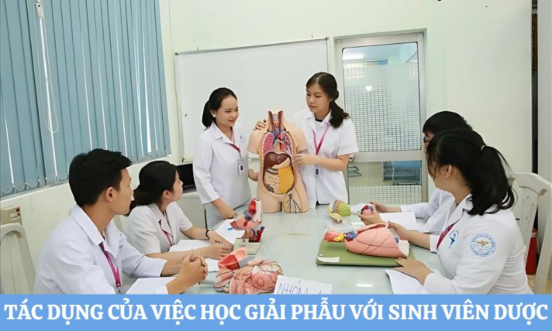 tìm hiểu Học Dược có học giải phẫu không