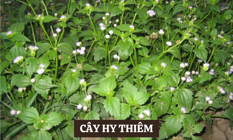 Y học Cổ truyền chữa đau nhức xương khớp cây Hy Thiêm