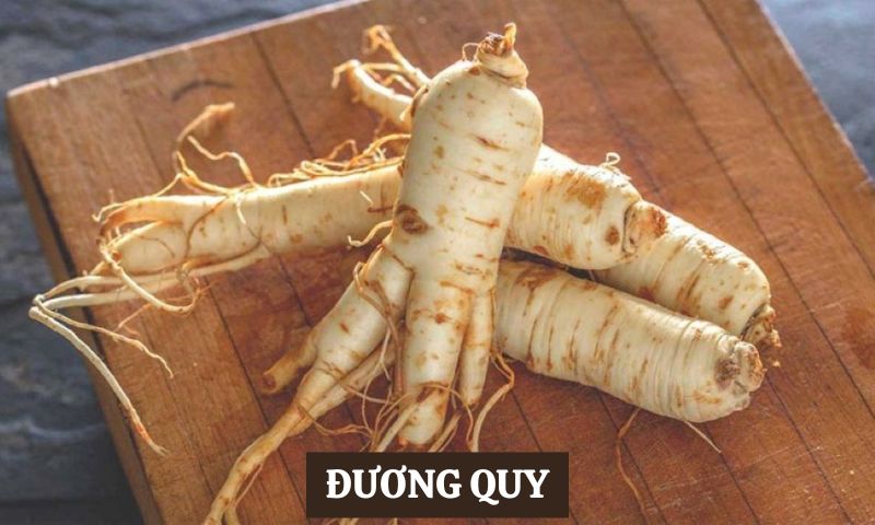 Y học Cổ truyền chữa đau nhức xương khớp từ Đương quy