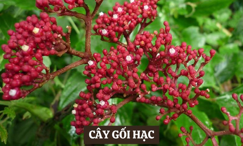 Y học Cổ truyền chữa đau nhức xương khớp cây gối hạc